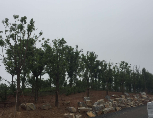 大象湖湿地公园景观建设已完成乔灌木莳植_w66国际app